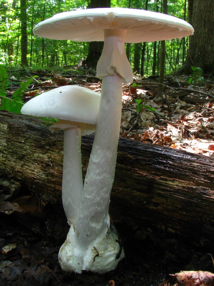 Мухомор белый (Amanita Verna)