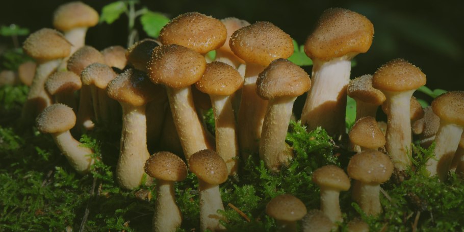 Опята Вязовики