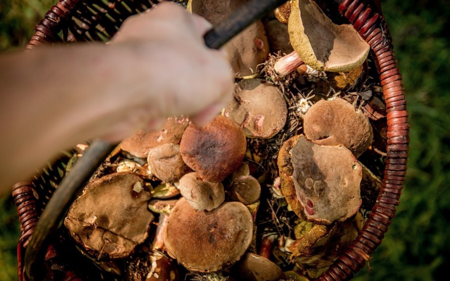 Пища в лесу