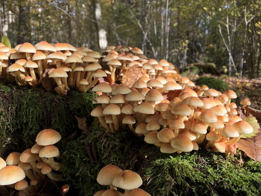 Фантастические грибы