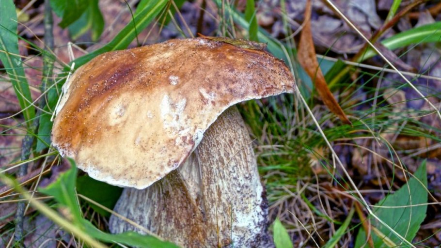 Грибы в Тамбовской области 2020 год