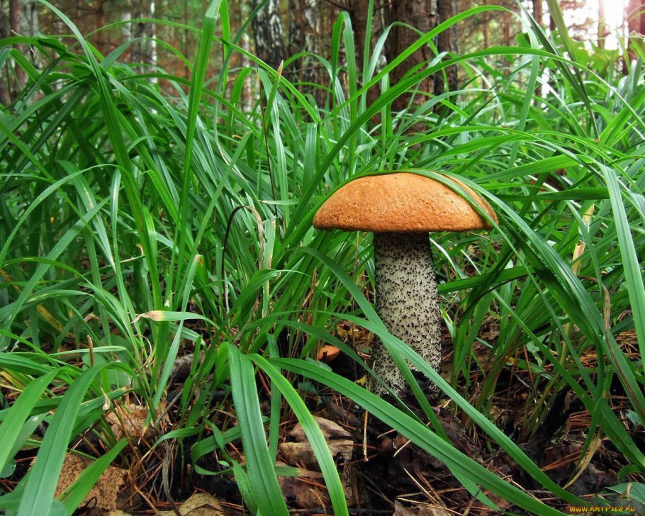 Грибы и высшие растения