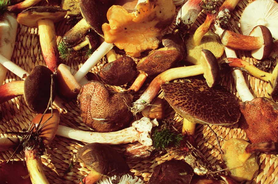 Природные грибы вкусные
