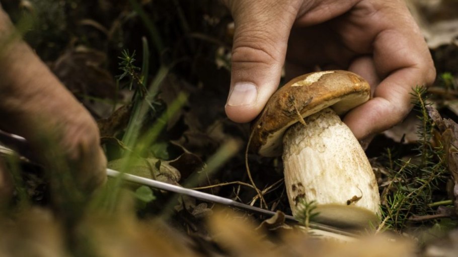 Грибы растущие гроздьями на земле