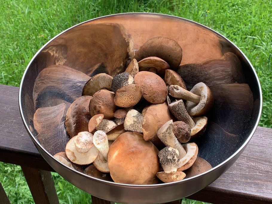 Грибы в Ярославской области