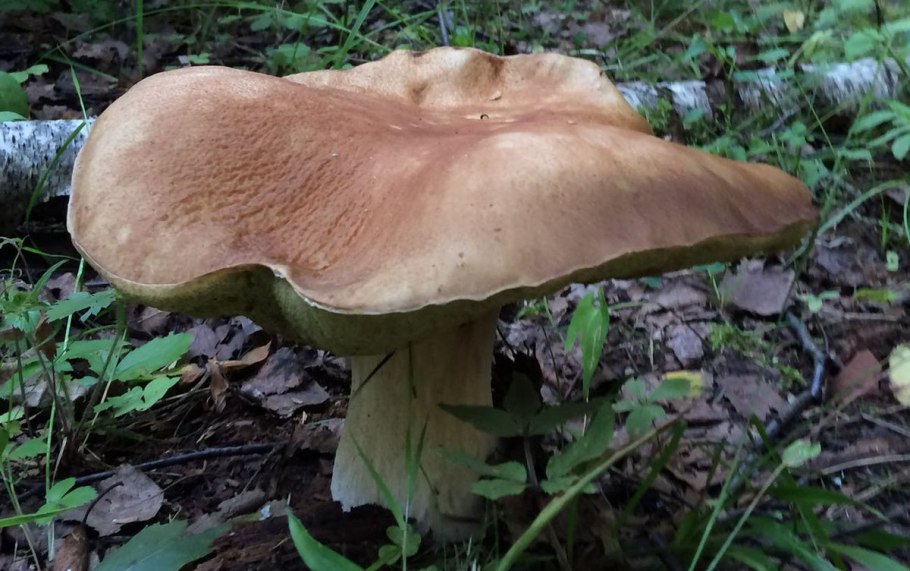 Грузди в Подмосковье