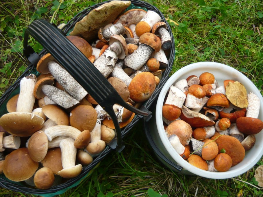 Необычные грибы в лесу