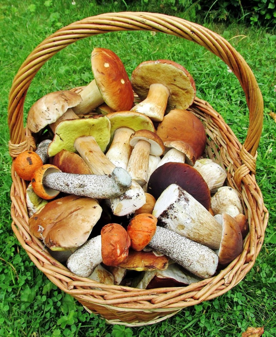 Подберезовик Карелия