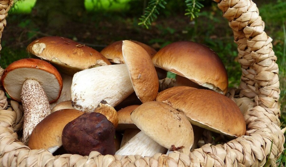 Собирать грибы