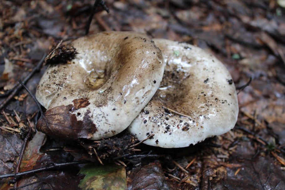 Млечник мэра Lactarius mairei