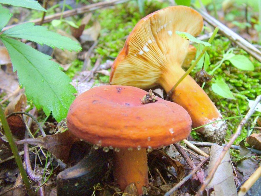 Lactarius volemus подмолочник