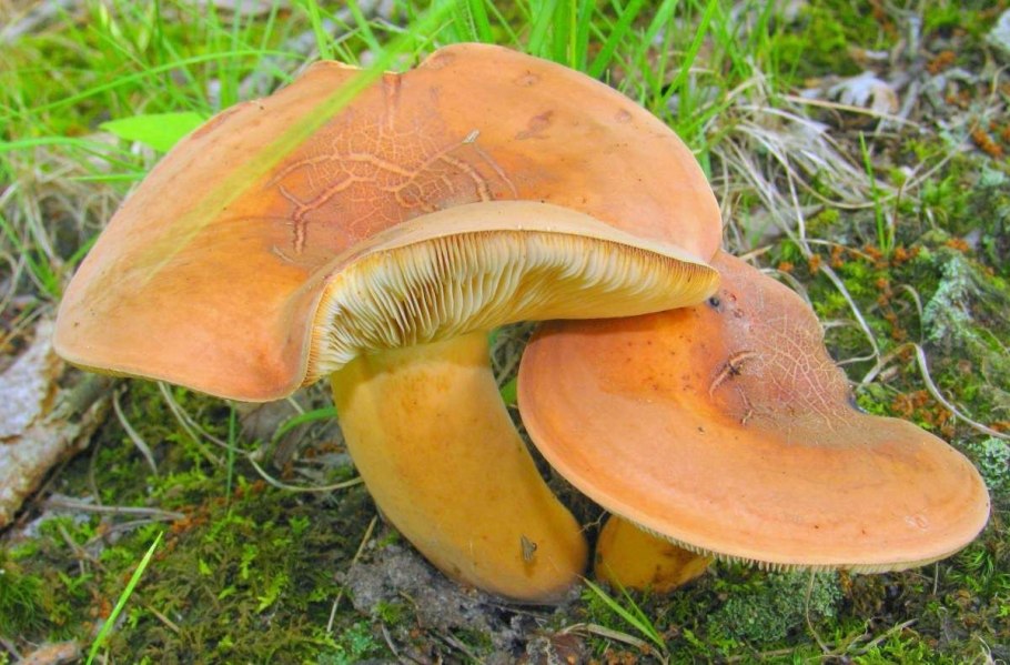 Подмолочник молочай гриб