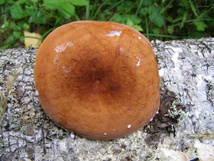 Молочай подорешник гриб