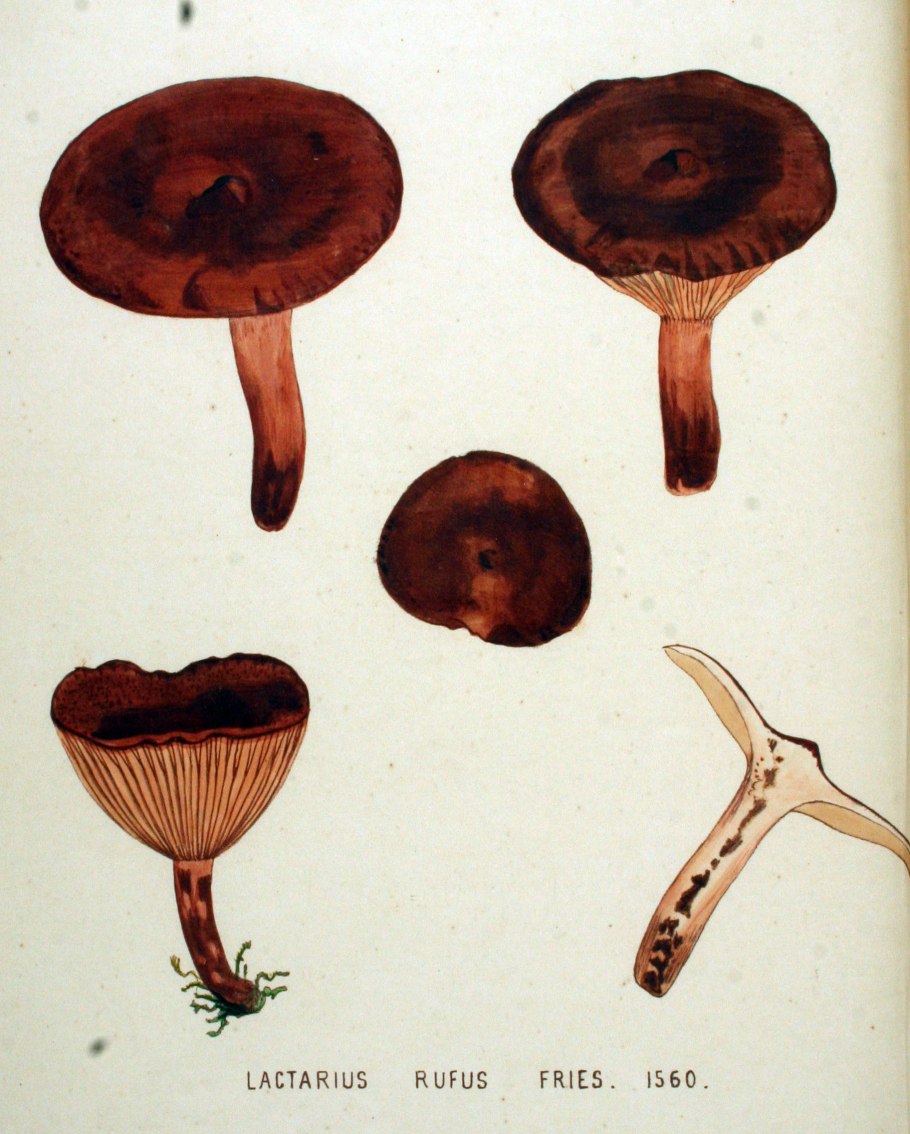 Рыжик настоящий Lactarius deliciosus