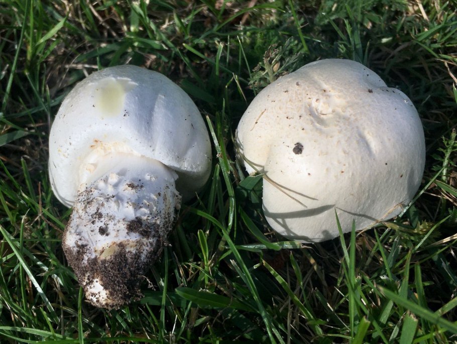 Морской белый гриб