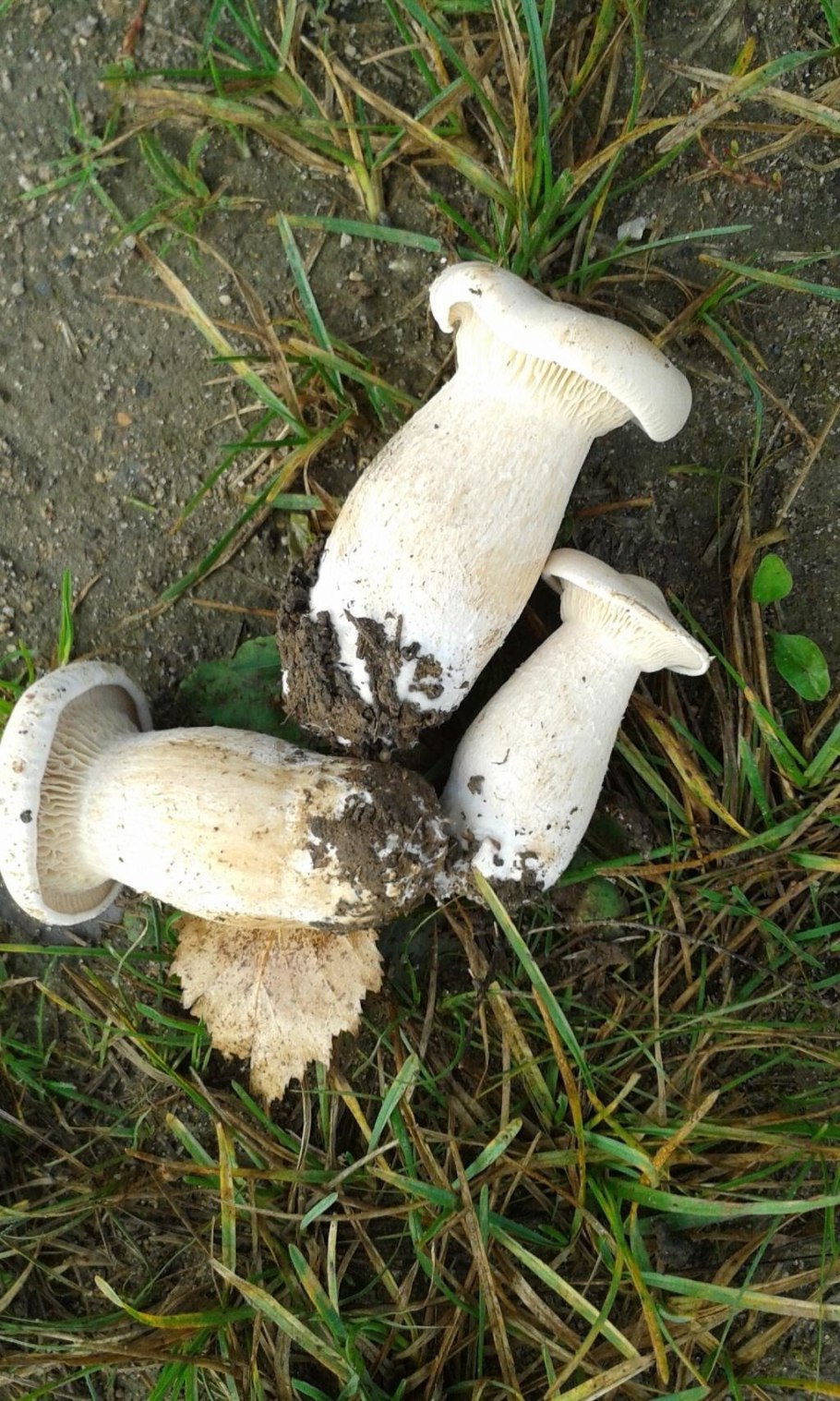 Грибы белого цвета