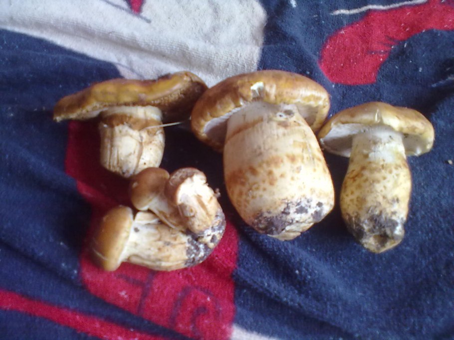 Пластинчатый гриб с толстой ножкой