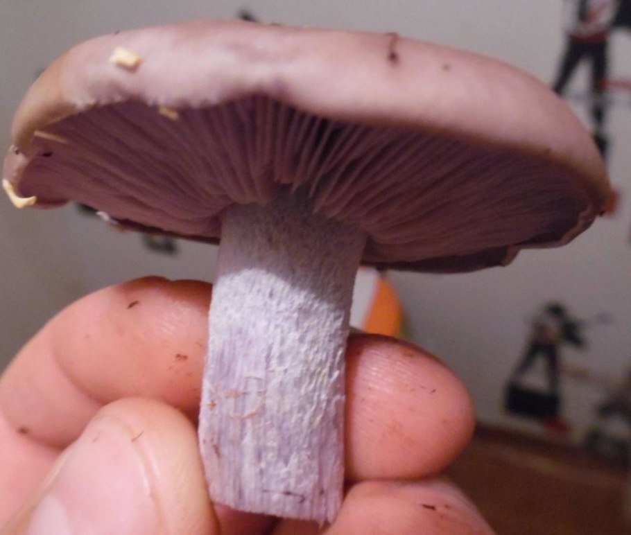 Грибы рядовки песочники