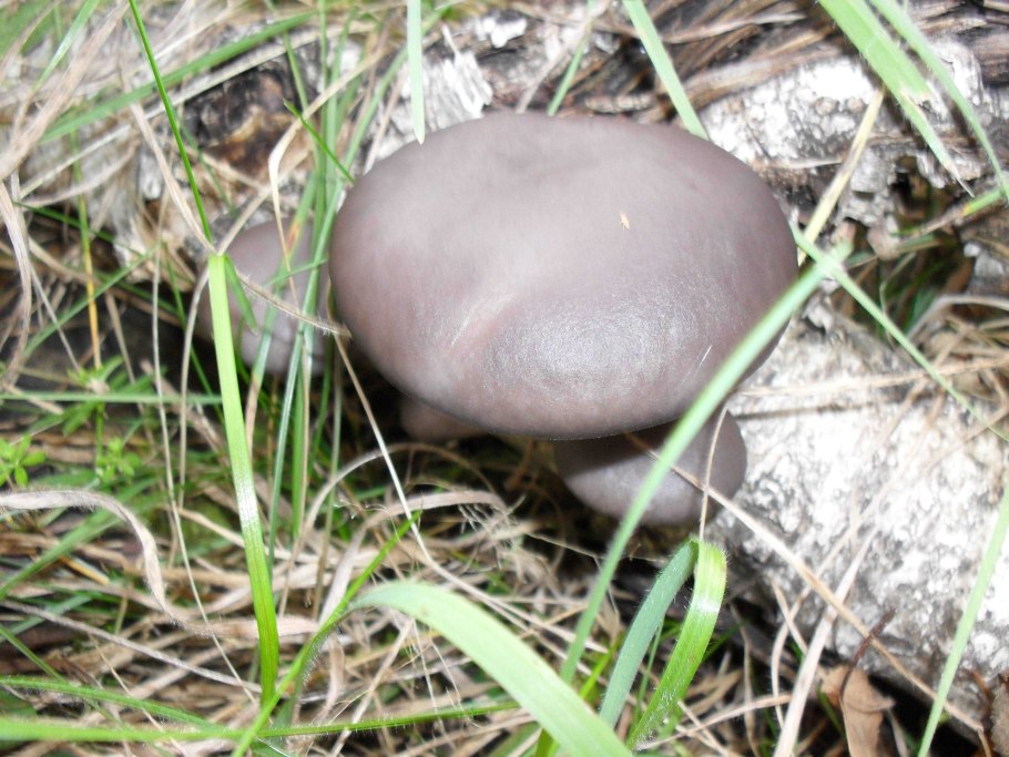 Подосиновик белый (Leccinum percandidum)