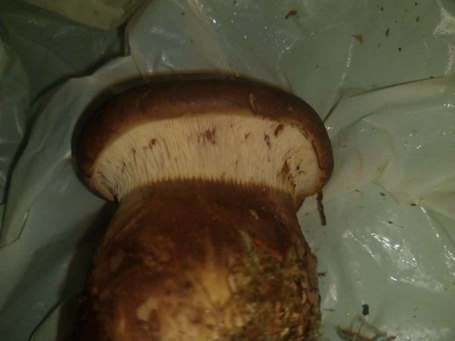 Белый пластинчатый гриб на толстой ножке