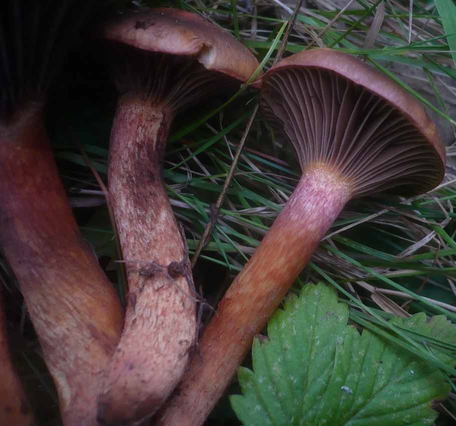 Гриб мокруха войлочная