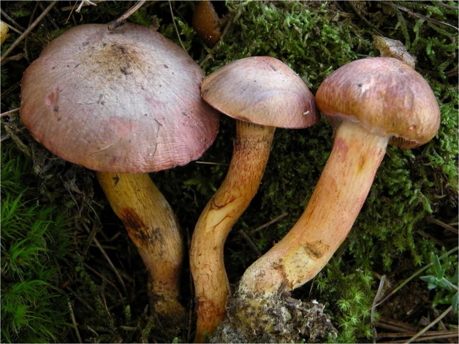 Chroogomphus sibiricus