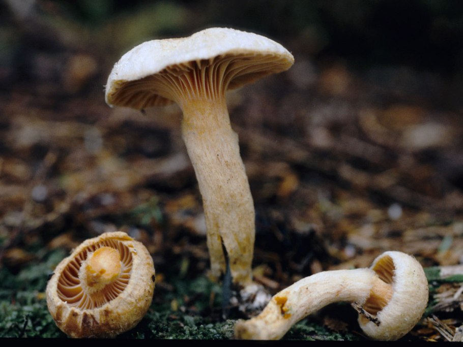 Безусловно съедобные грибы