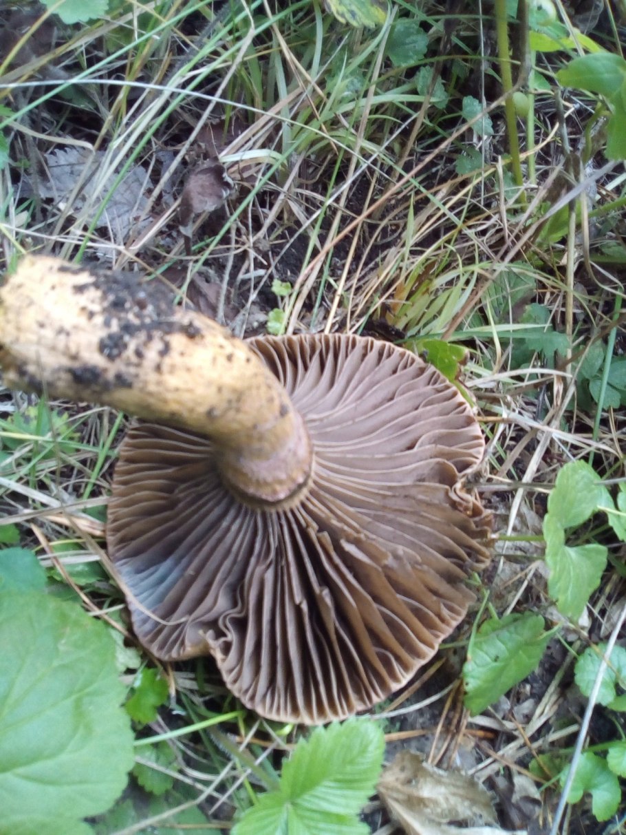 Мокруха пурпуровая (Chroogomphus rutilus)