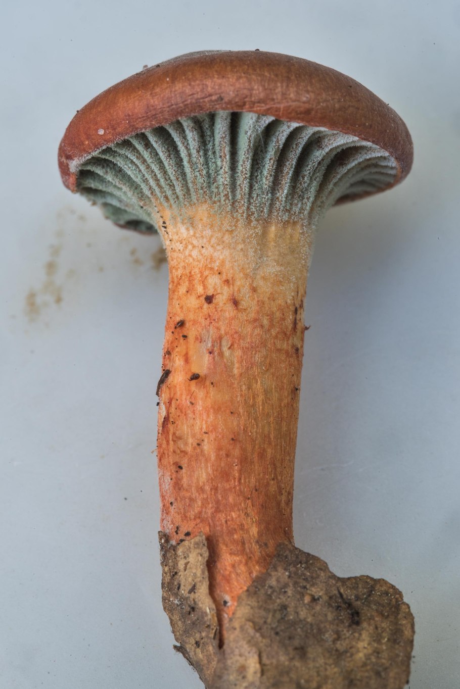 Chroogomphus sibiricus