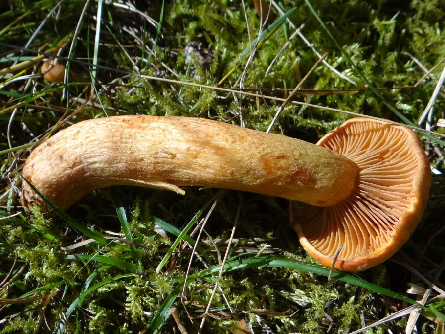 Гриб мокруха пурпуровая