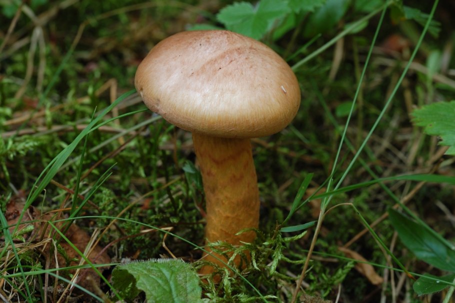 Гриб мокруха пурпуровая