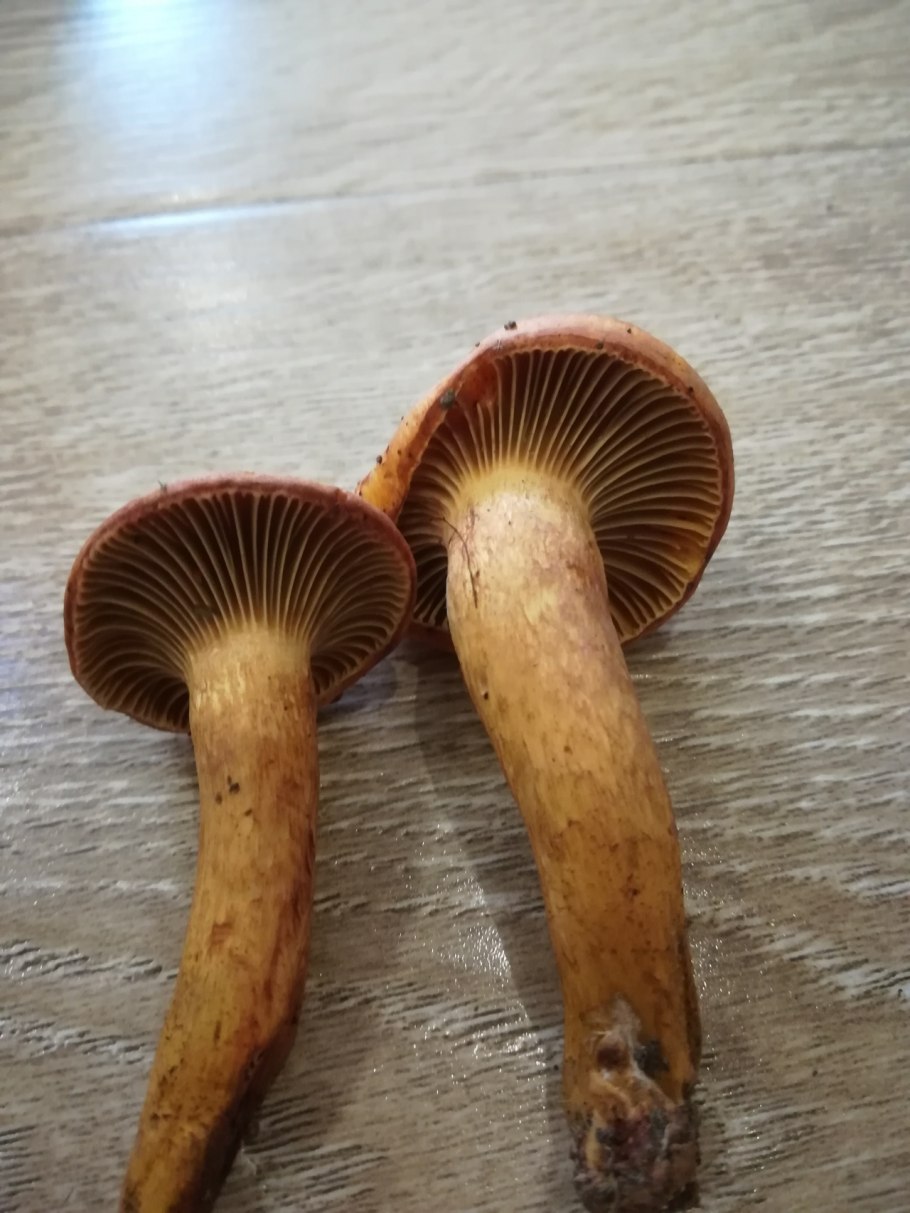 Мокруха пурпуровая (chroogomphus rutilus)