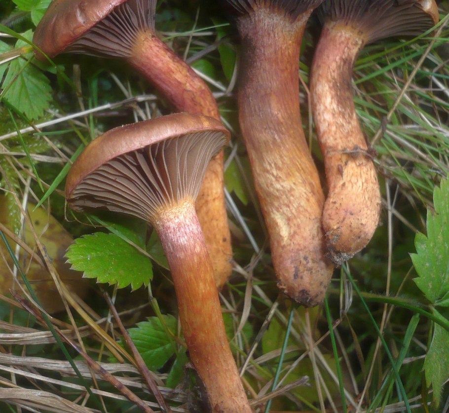 Мокруха Сосновая мокруха Сосновая