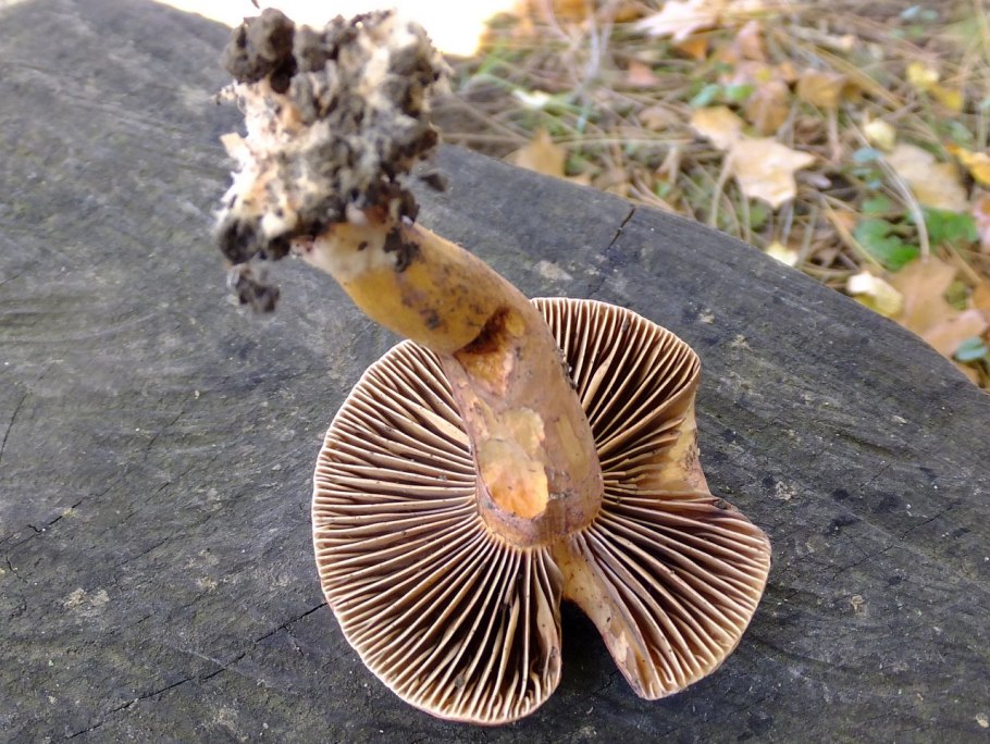 Мокруха пурпуровая (Chroogomphus rutilus)