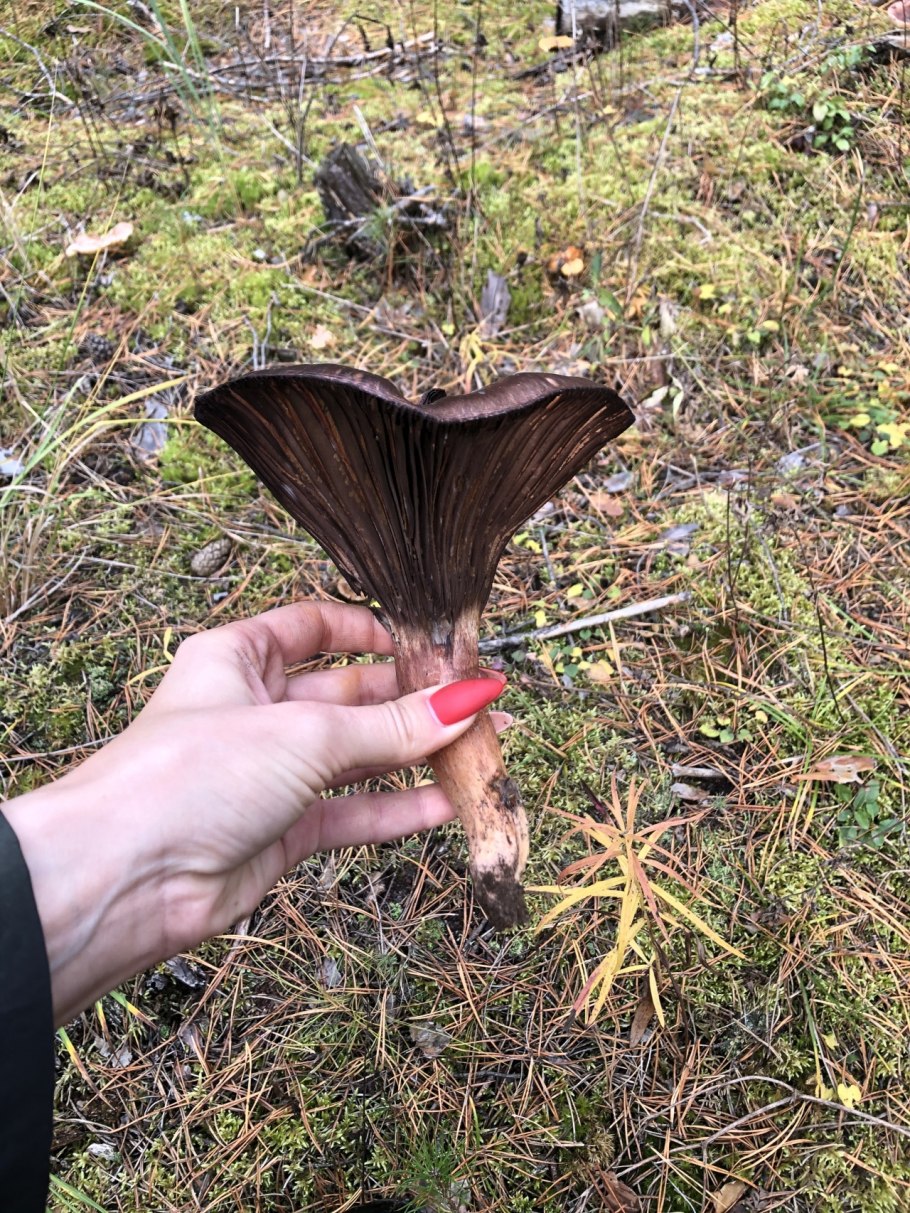 Мокруха Сосновая мокруха Сосновая