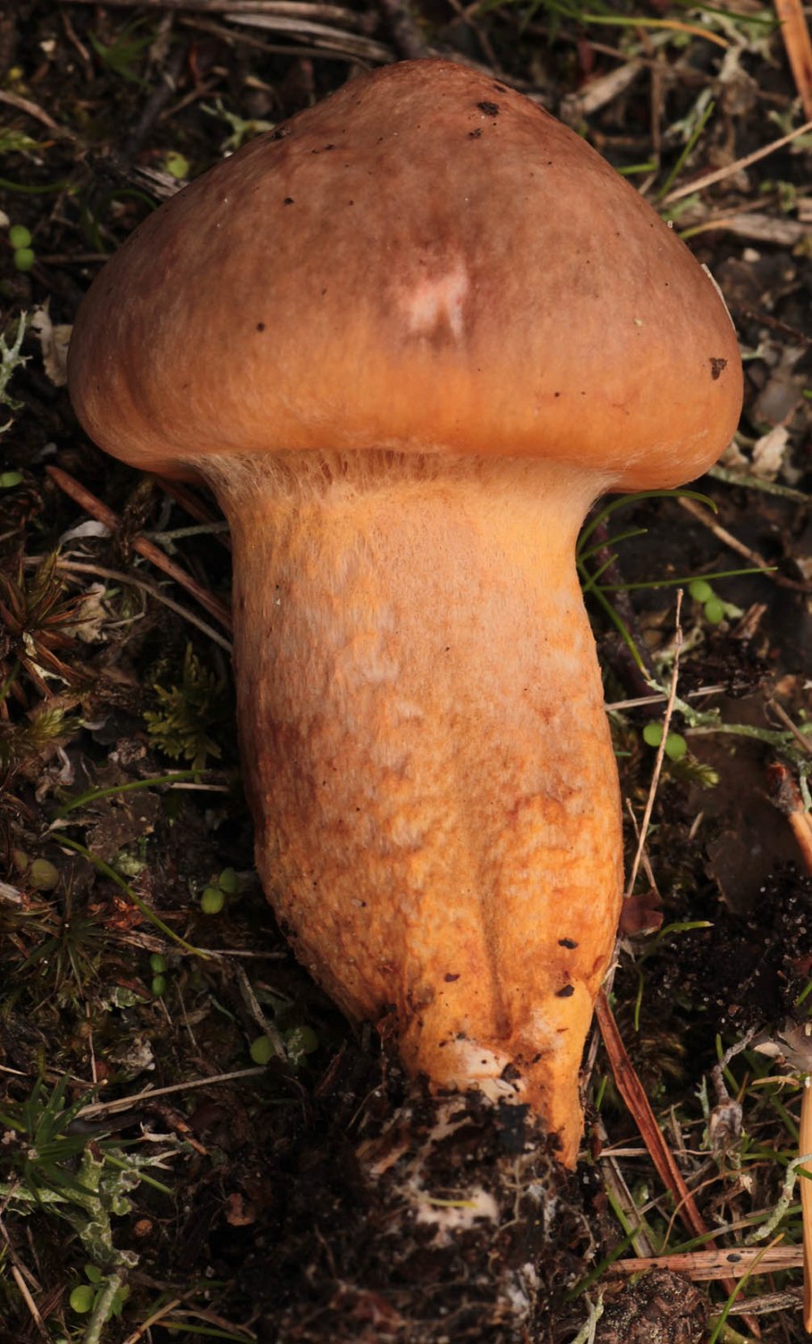 Мокруха желтоножковая грибы