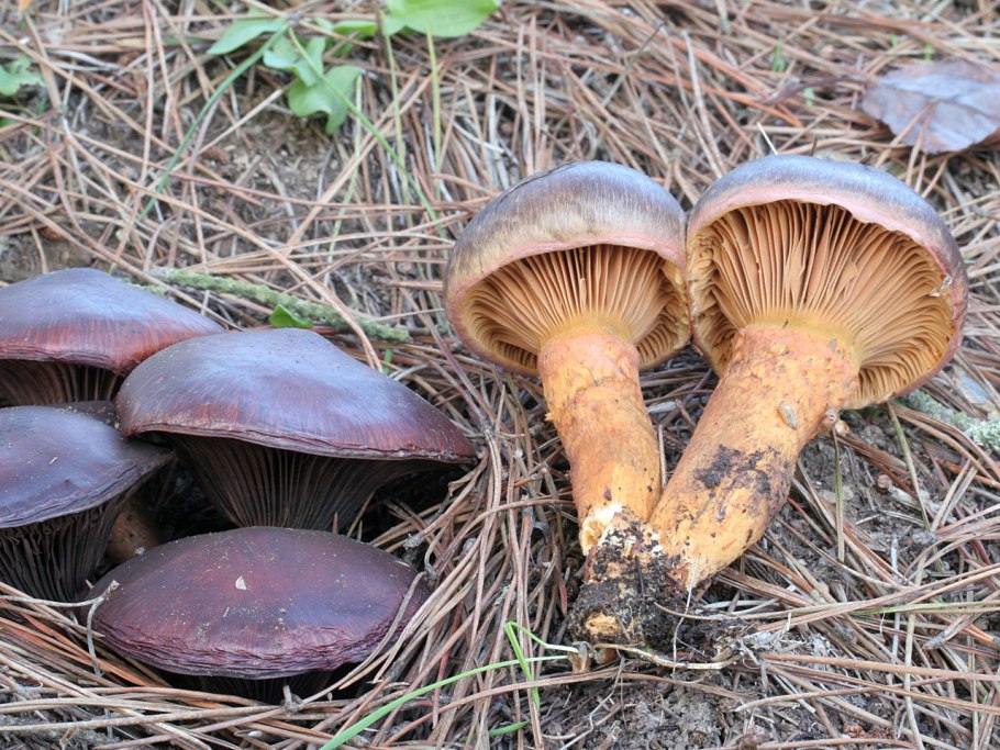 Гриб мокруха пурпуровая