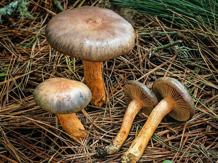 Мокруха пурпуровая (Chroogomphus rutilus)