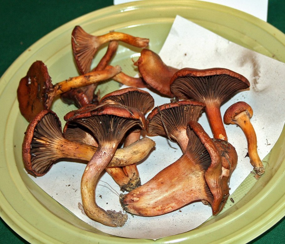 Gomphidius glutinosus гриб