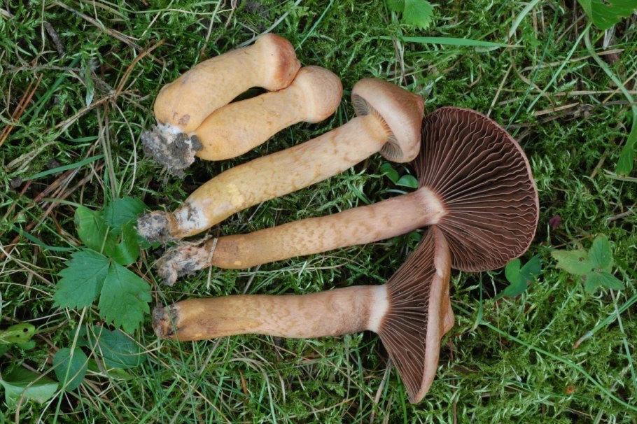 Мокруха пурпуровая (Chroogomphus rutilus)