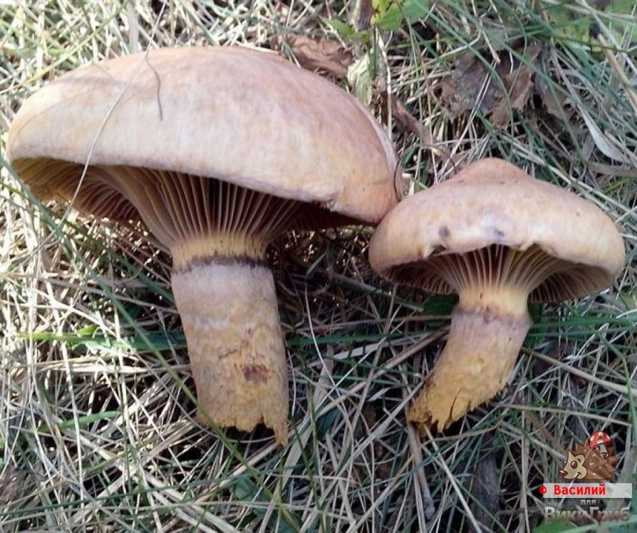 Гриб мокруха пурпуровая