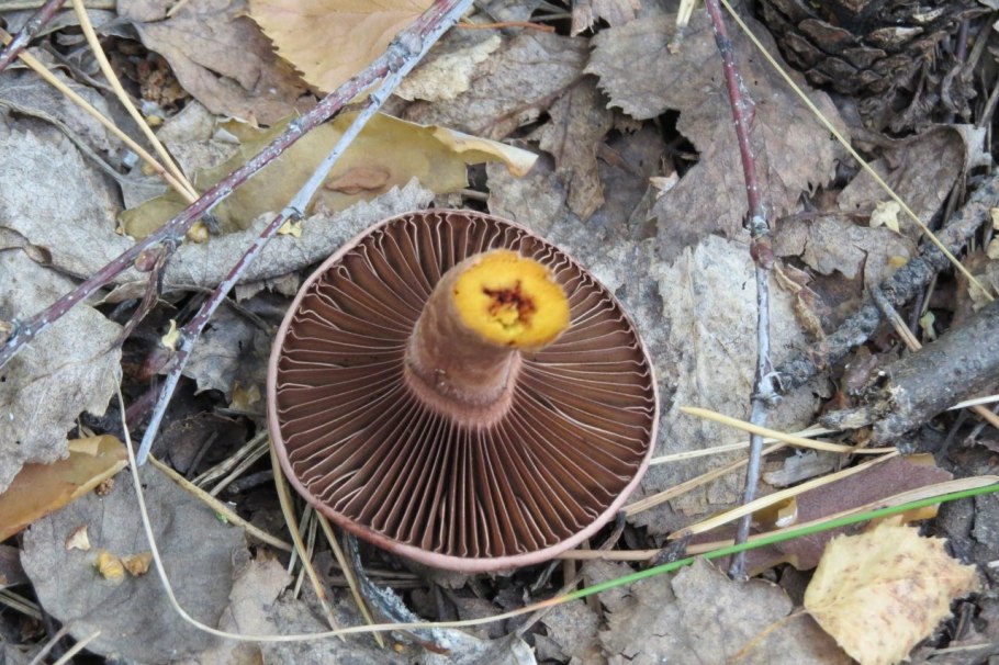 Мокруха пурпуровая (Chroogomphus rutilus)