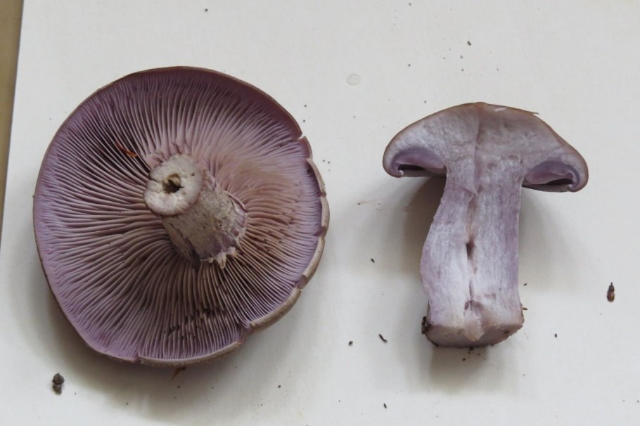 Рядовка ядовитая фиолетовая