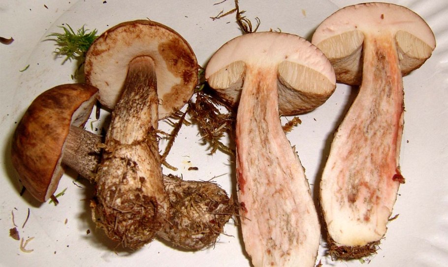 Гриб розовеет на срезе