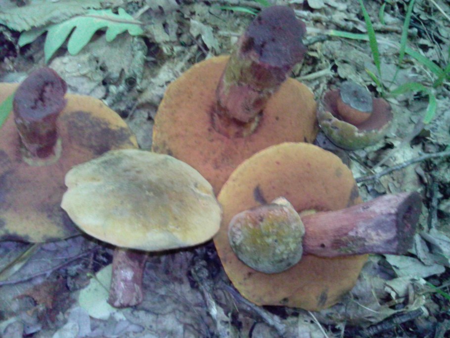 Польский подберёзовик гриб