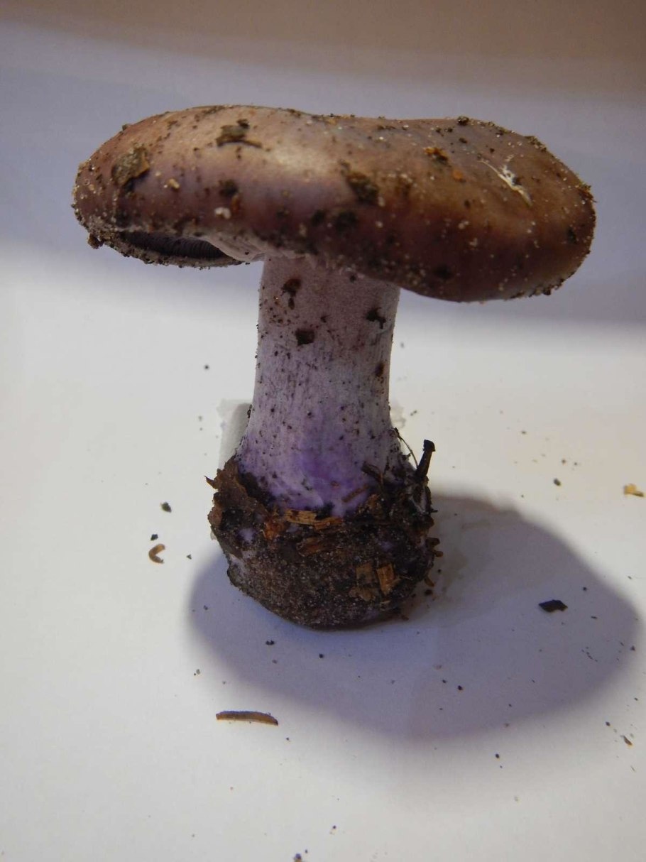 Боровик несъедобный Boletus calopus