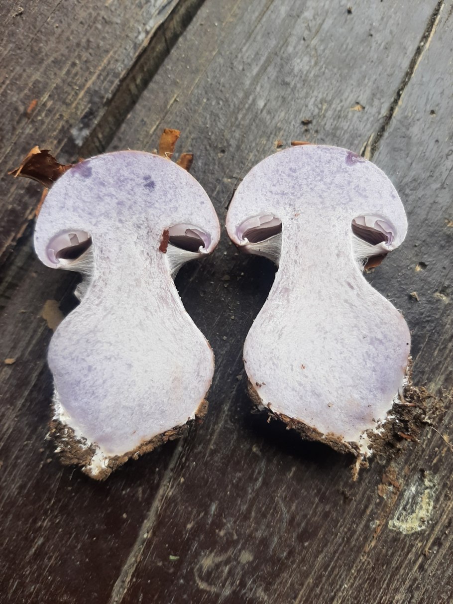 Что за гриб по фото из галереи