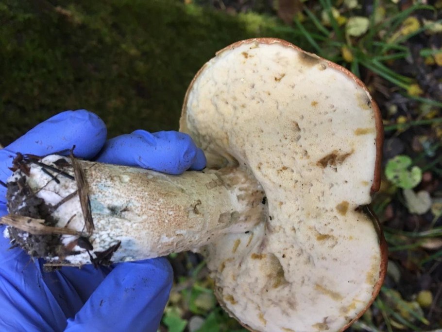 Белый гриб на срезе