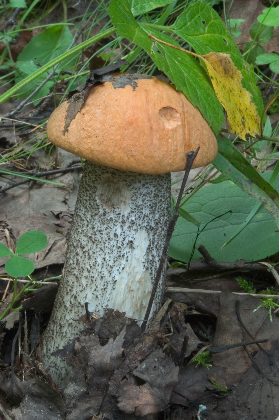 Гриб который синеет