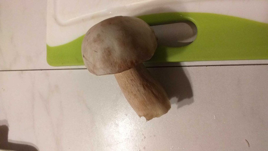 У белого гриба сверху при надавливании шляпа меняет цвет